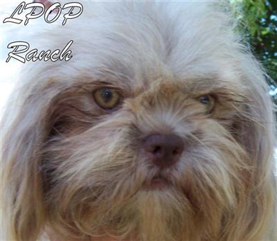 Puppies for Sale